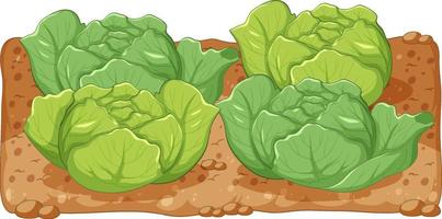 Cabbage in soil on white background vector