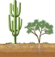 Big cactus growing next to the tree vector