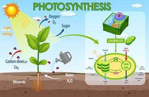 Diagram showing process of photosynthesis in plant vector