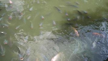 school of fishes in pond video