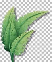 Tropical plant isolated vector