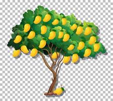 Mango tree isolated vector