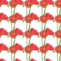 Poppy seamless pattern. Red poppies on white background. vector