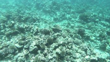 snorkelen in de oceaan zee video