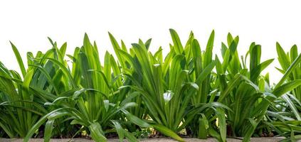 Isolated green leaves on white background photo