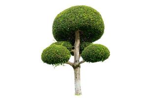 Tree shrub isolated on white background photo