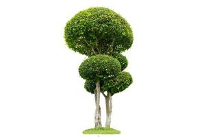 Tree shrub isolated on white background photo