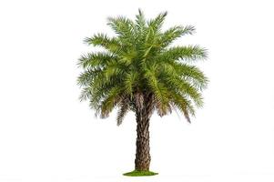 Palm tree isolated on white background photo