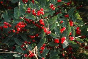 Red juicy viburnum berries on hedge with green leaves background photo