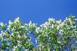 White blooming lilacs on blue sky background on sunny spring day photo