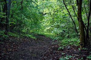 Wide forest path with sunlight beams in greenery photo