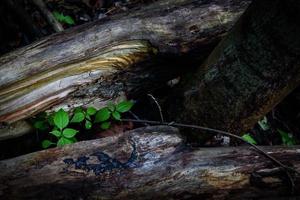 Young spring greenery in old and dry fallen tree trunk crack