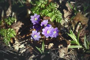 Violet snowdrop flowers on sunny day in last year brown leaves photo