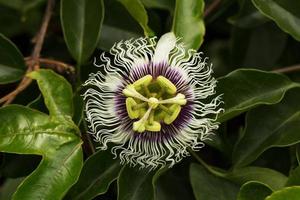 caprichosa flor tropical entre follaje verde foto