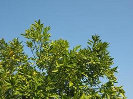 Persian lime tree