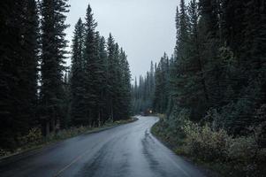 Carretera asfaltada curvada en bosque de pinos en sombrío en el parque nacional