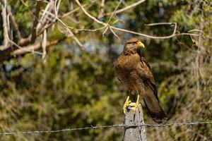 primer plano, de, aguilucho, águila foto