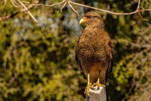 Portrait of Harrier eagle isolated on out of focus background photo