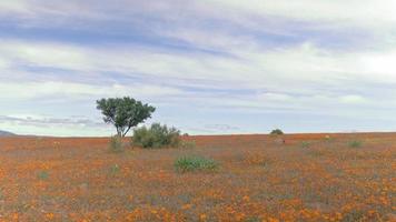 namaqualand, sud africa, primavera, i fiori includono margherite e calendule. ogni anno l'ottusa area semi-desertica si trasforma in un lussureggiante bellissimo paesaggio colorato. video