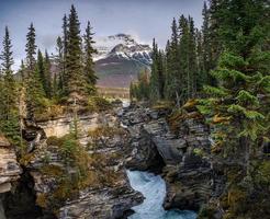 Athabasca Falls fluye en el cañón con montañas rocosas en el bosque de otoño en el parque nacional Jasper