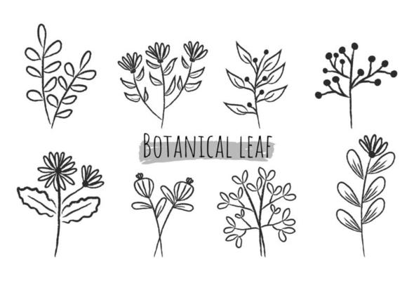 Set of botanical leaf doodle wildflower line art