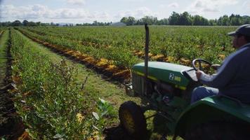 trattore che guida attraverso il campo di mirtilli. girato in rosso epico per una risoluzione 4k, uhd, ultra hd di alta qualità. video