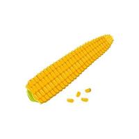 Corn cobs with grains. Summer and autumn harvest, delicious food. Vitamin source vector