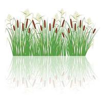 Cane and reeds in the green grass. Swamp and river plants vector