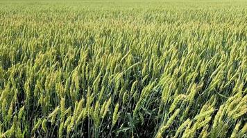 agriculture. mûrir les récoltes sous le soleil chaud. le vent balance l'orge épaisse dans un champ créant des vagues. un champ de céréales pour faire du pain. une grande récolte de céréales
