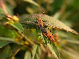 Dos insectos rojos con largas patas negras que se reproducen en hojas verdes. foto