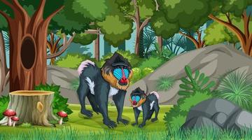 Mandrill mom and baby in forest at daytime scene with many trees vector