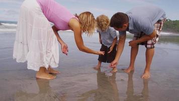 pais e filho à procura de conchas na praia. filmado em vermelho épico para alta qualidade 4k, uhd, resolução ultra hd. video