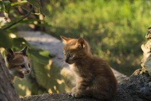 Un pequeño gatito jengibre de un mes de edad está mirando a su hermano en el jardín e iluminado con la cálida luz del atardecer foto