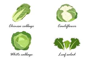 White cabbage, Peking cabbage, cauliflower, lettuce, the name of vegetable crops. vector