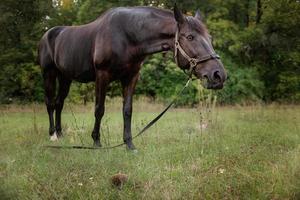 Caballo marrón pastan en un prado verde de verano foto