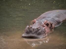 Hippopotamuses in water photo