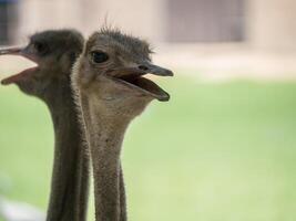 Close up of Ostrich bird head and neck in the park photo