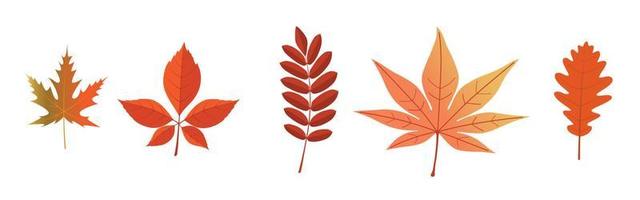 Autumn leaves set, isolated on white background. vector