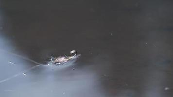 pesca con mosca mosca chapoteando en el agua, cámara lenta, tiro en phantom flex 4k video