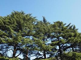 Pine or Pinus Pinaceae trees over blue sky photo