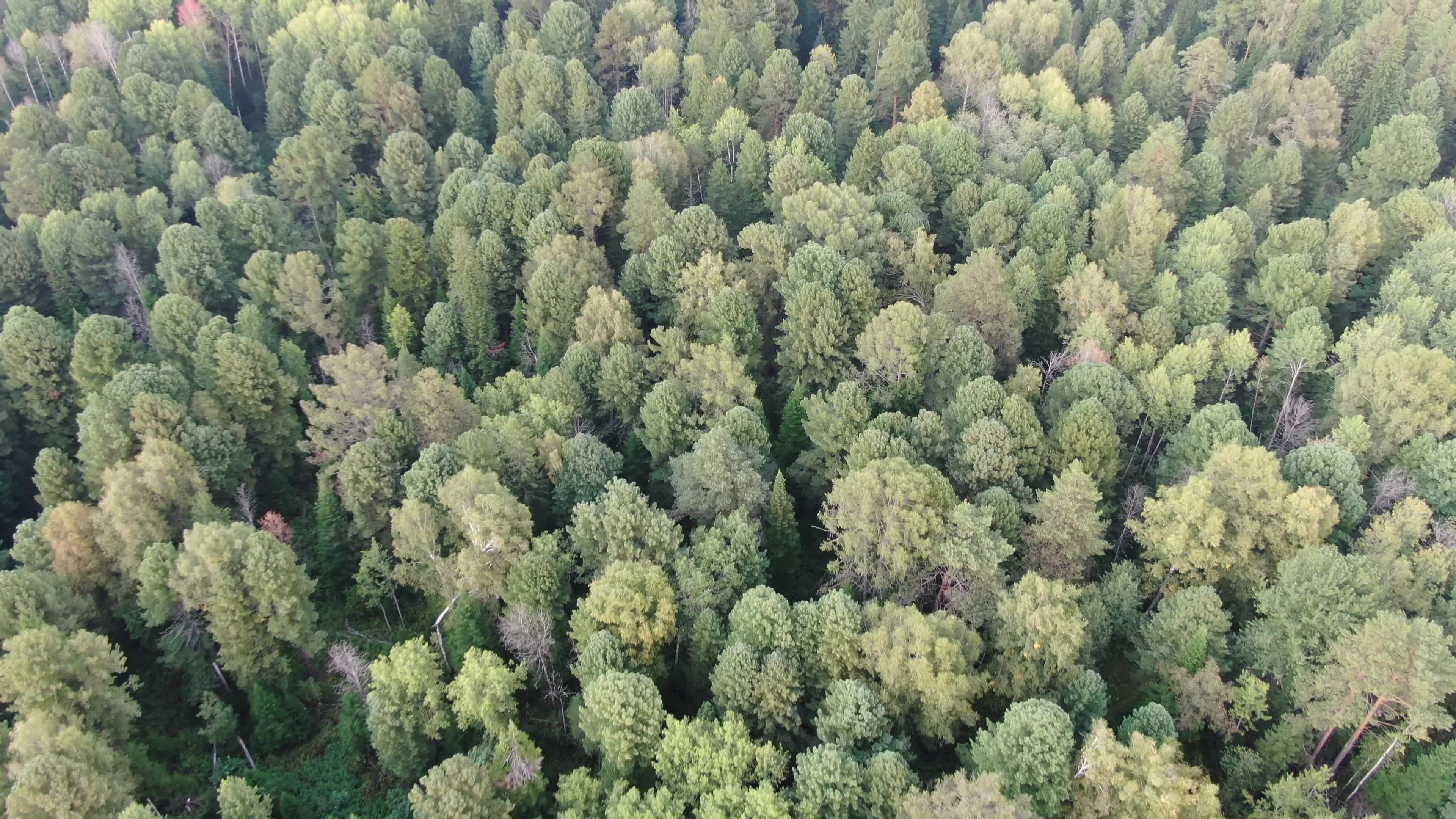Aerial view pine trees forest, evergreen treetops. Siberia, Russia
