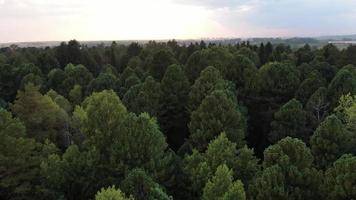 vista aérea da floresta de pinheiros, copas das árvores sempre verdes. sibéria, rússia. video