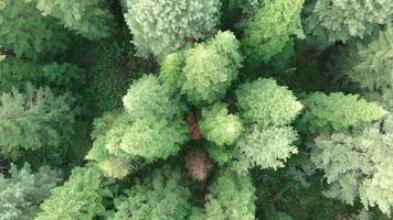 Aerial view pine trees forest, evergreen treetops. Siberia, Russia. video