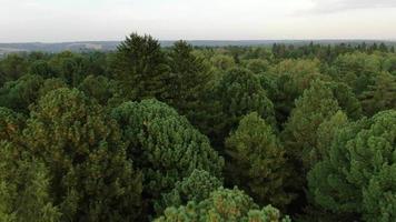 Aerial view pine trees forest, evergreen treetops. Siberia, Russia. video