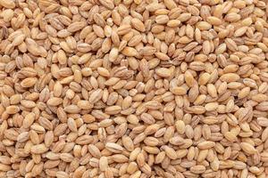 Pearl barley in a white saucer on a gray concrete background photo