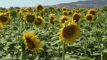 tournesols balançant le vent lent dans le domaine video