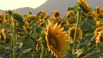 zonnebloemen zwaaien de langzame wind in het veld video