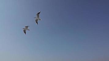 duas gaivotas voando no céu video