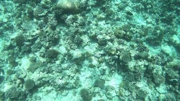 blanqueamiento de coral en el mar océano video