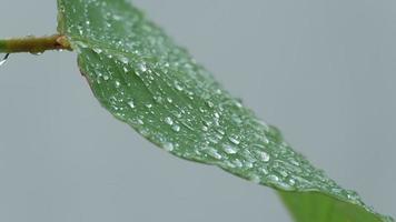 Wet green leaves with water droplets and dew fluttering in rain.
